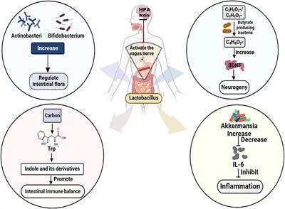 The gut microbiota-brain connection: insights into major depressive disorder and bipolar disorder
